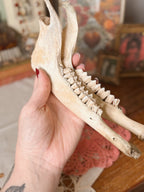 Deer Jaw Bone Pair