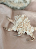 Vintage Spider Conch Shell
