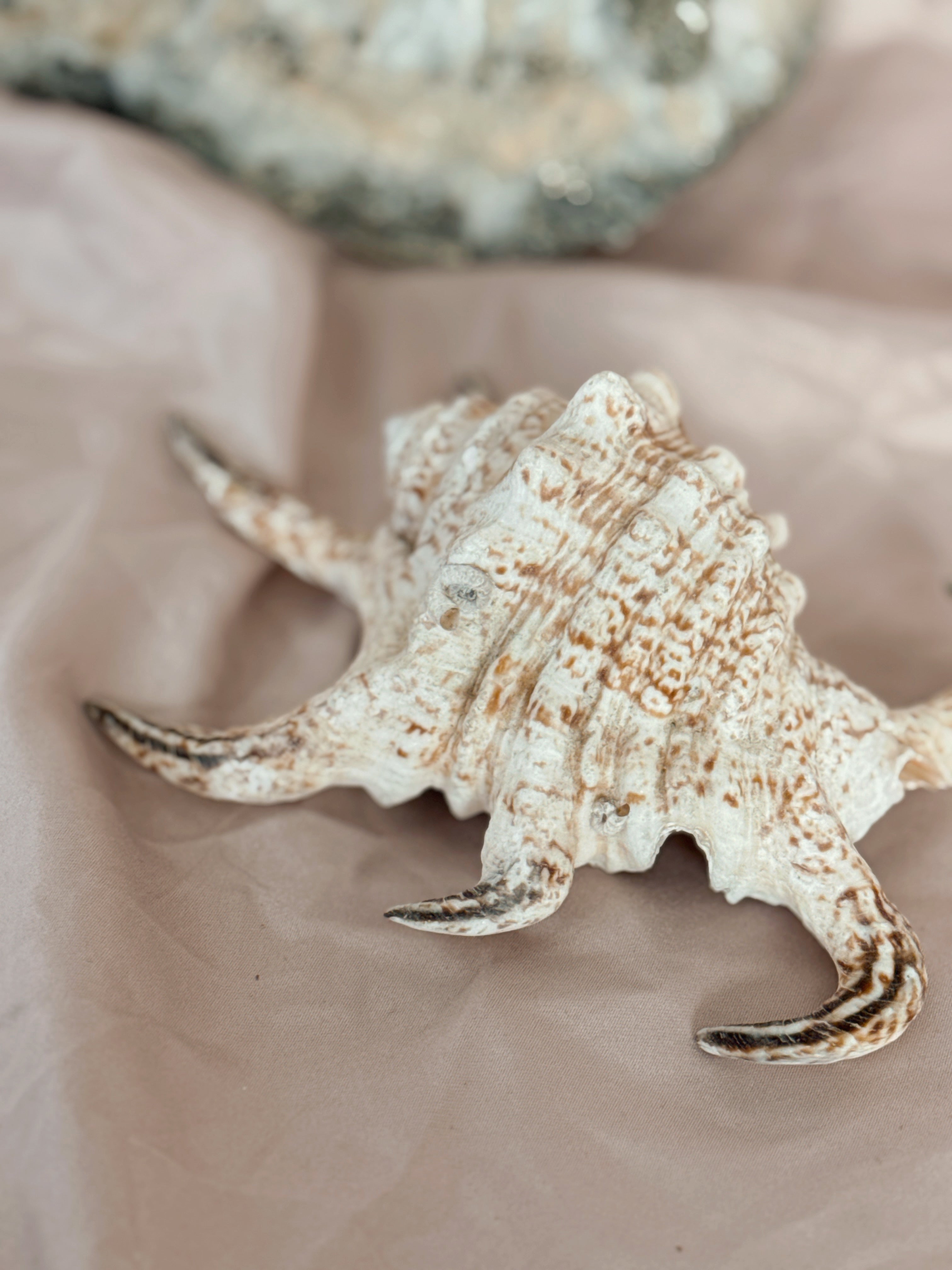 Vintage Spider Conch Shell