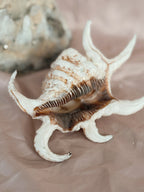 Vintage Spider Conch Shell