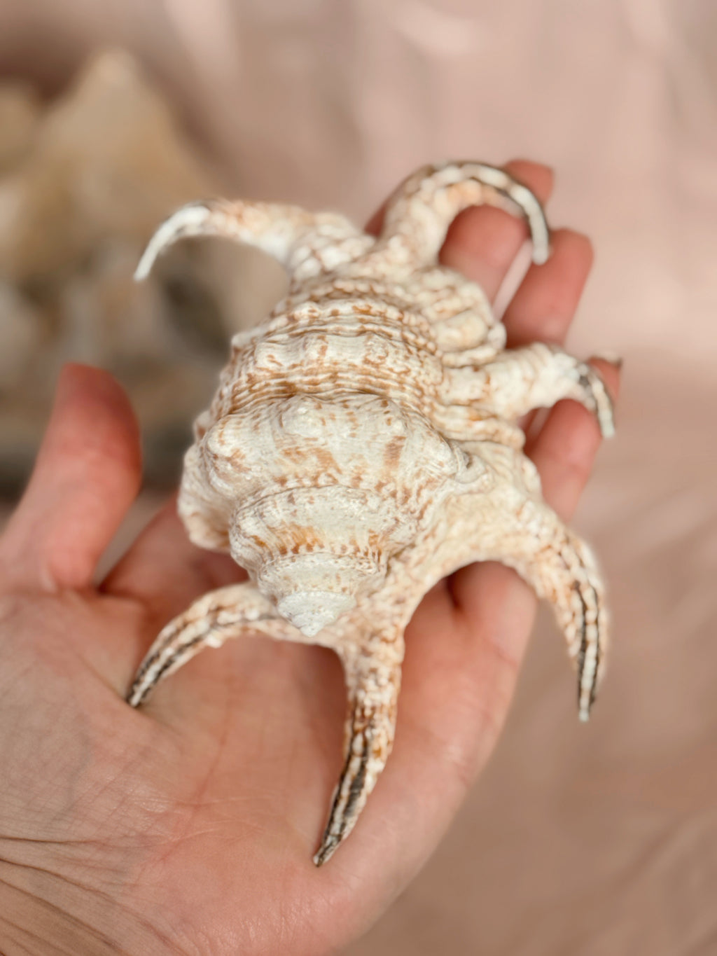 Vintage Spider Conch Shell