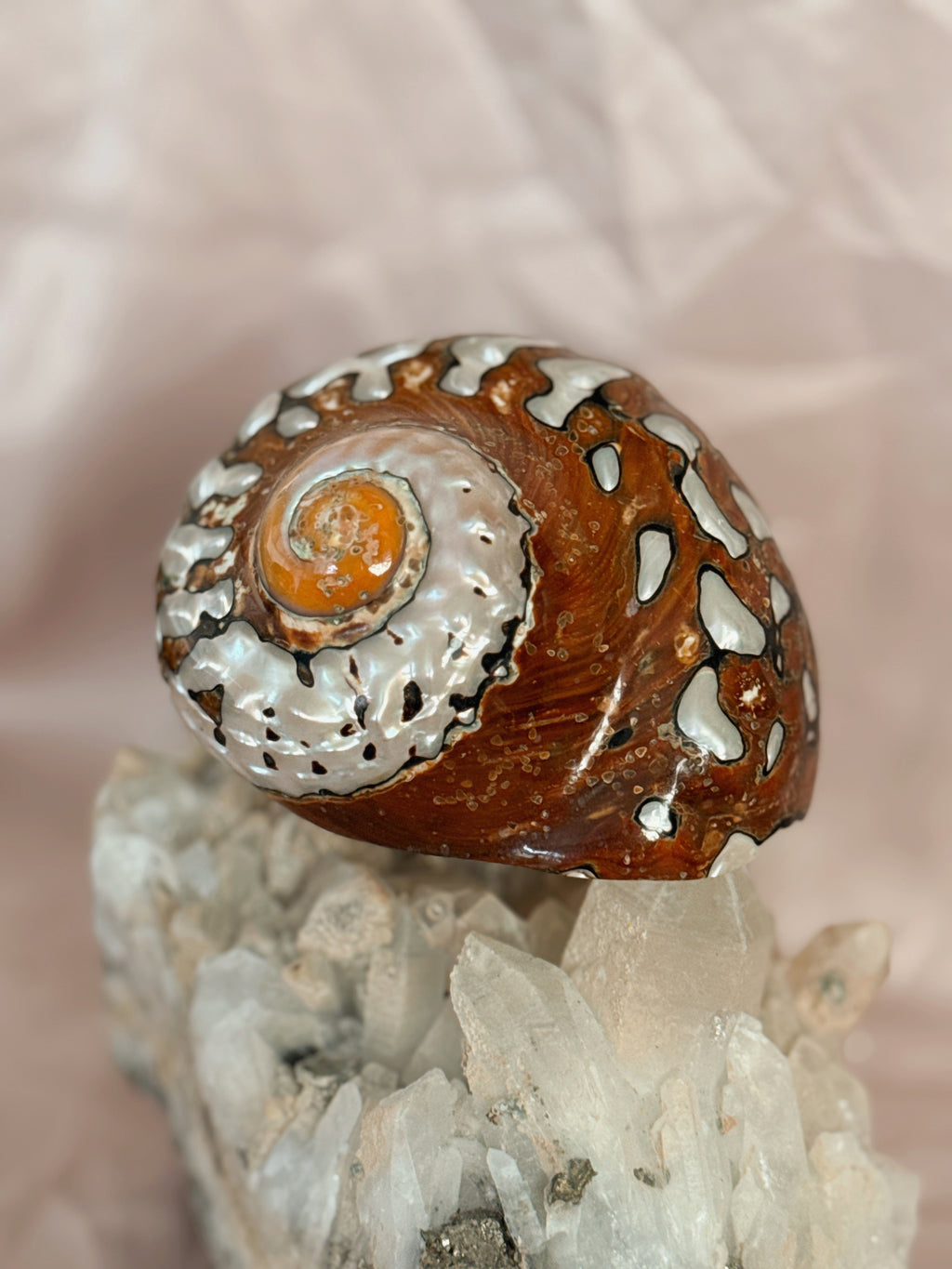 Vintage Turbo Sarmaticus Shell