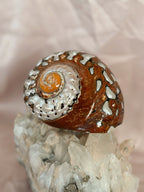 Vintage Turbo Sarmaticus Shell
