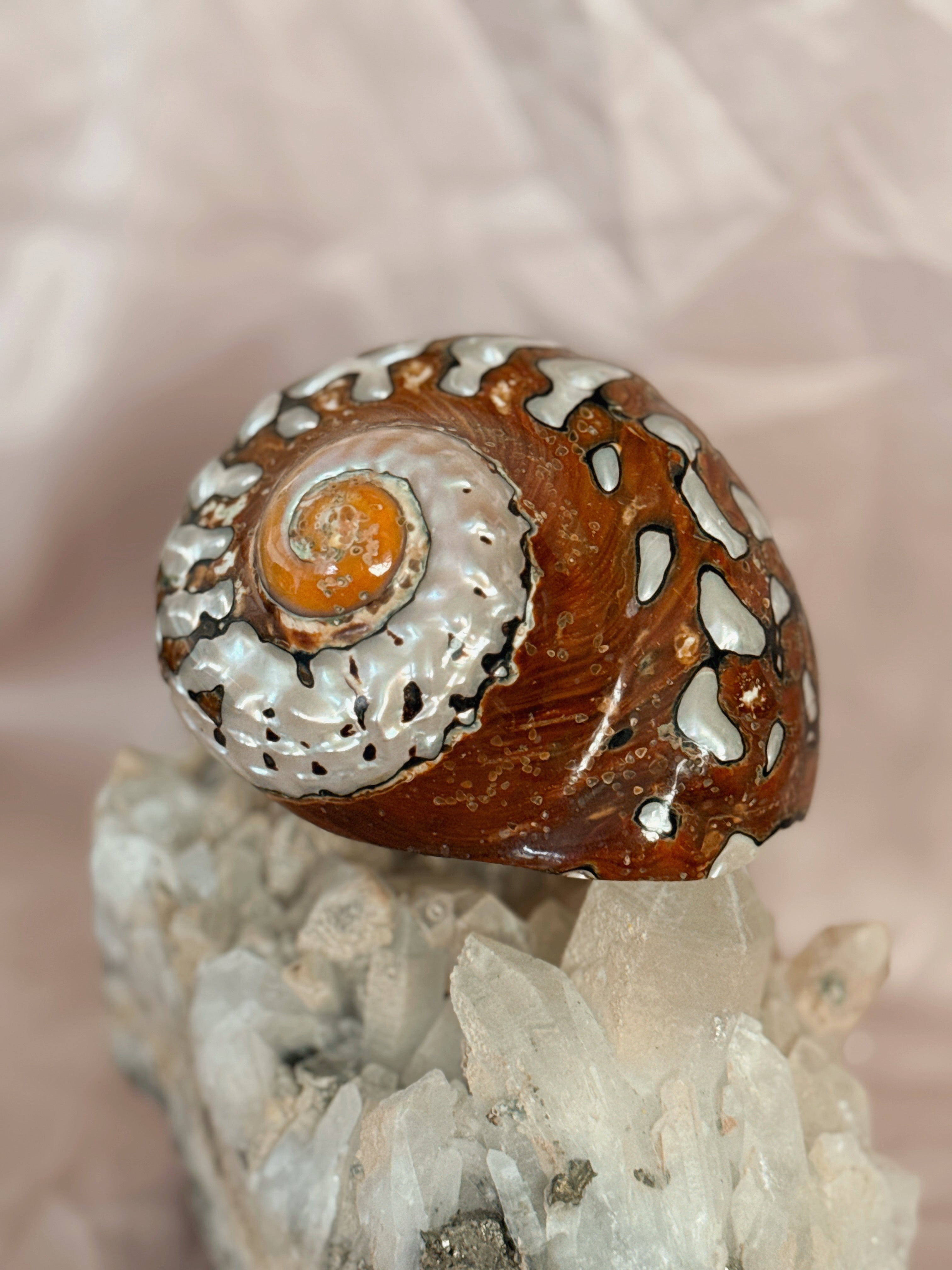 Vintage Turbo Sarmaticus Shell