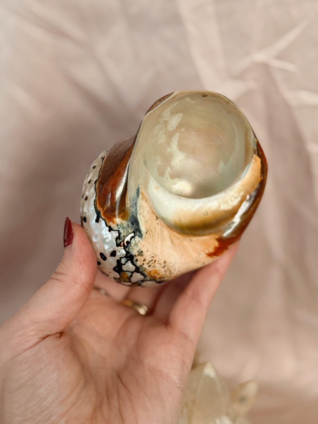 Vintage Turbo Sarmaticus Shell