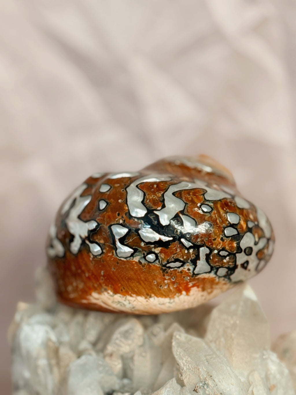 Vintage Turbo Sarmaticus Shell
