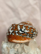 Vintage Turbo Sarmaticus Shell