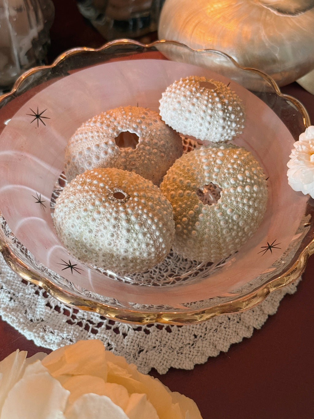 Set of Sea Urchin Shells (UK ONLY)