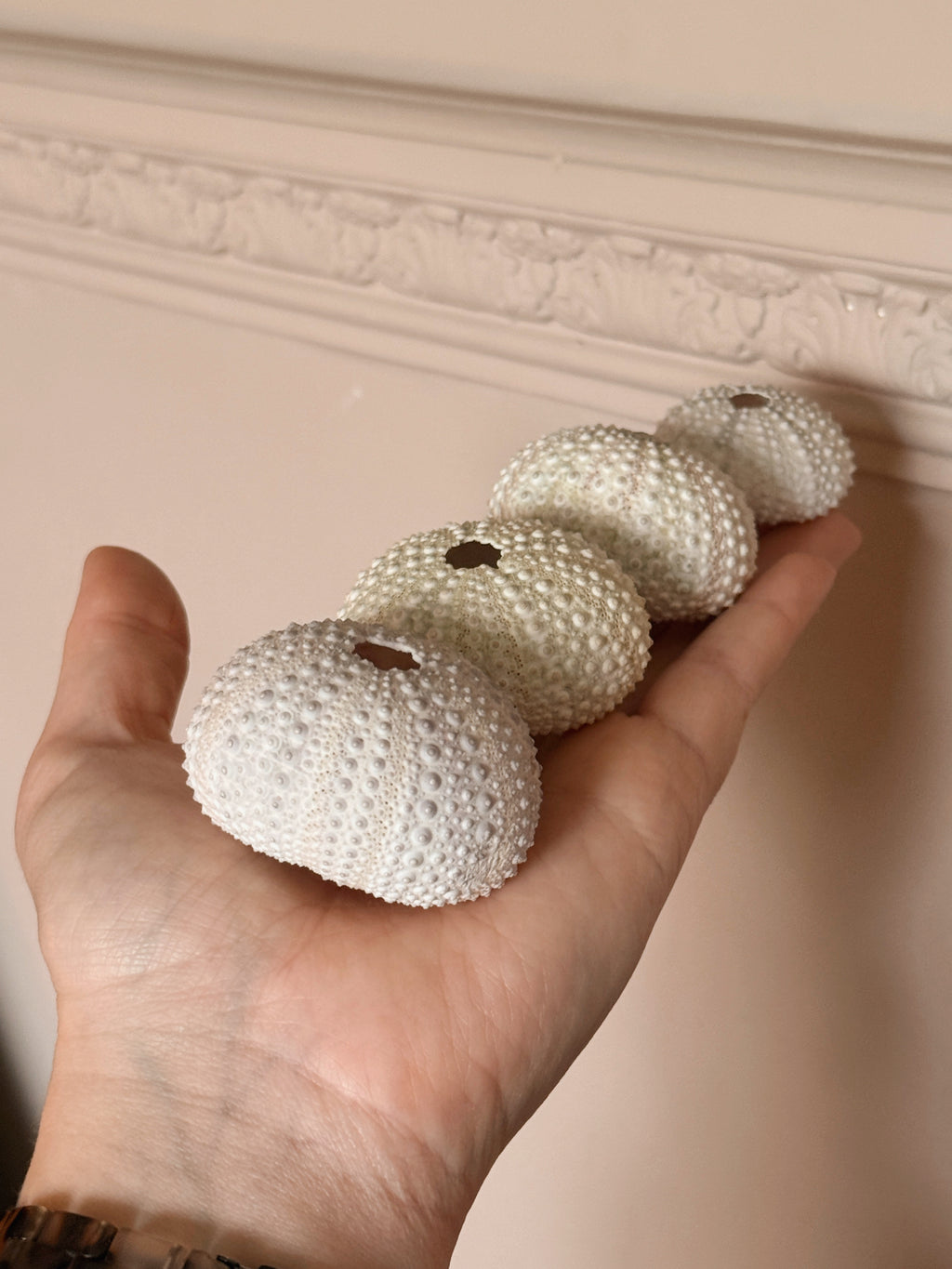 Set of Sea Urchin Shells (UK ONLY)