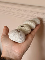 Set of Sea Urchin Shells (UK ONLY)