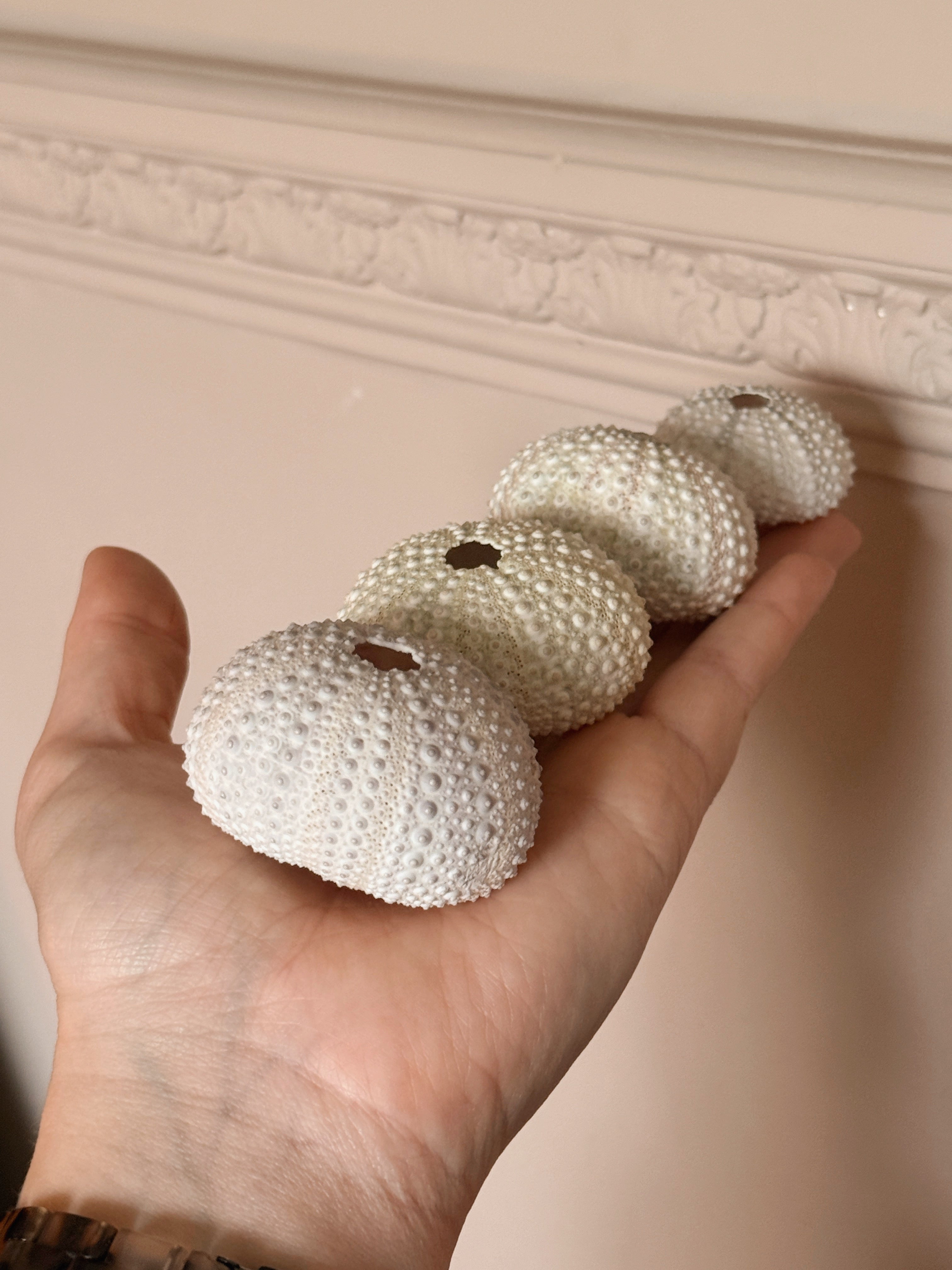 Set of Sea Urchin Shells (UK ONLY)