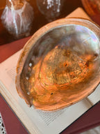 Vintage Large Abalone Shell