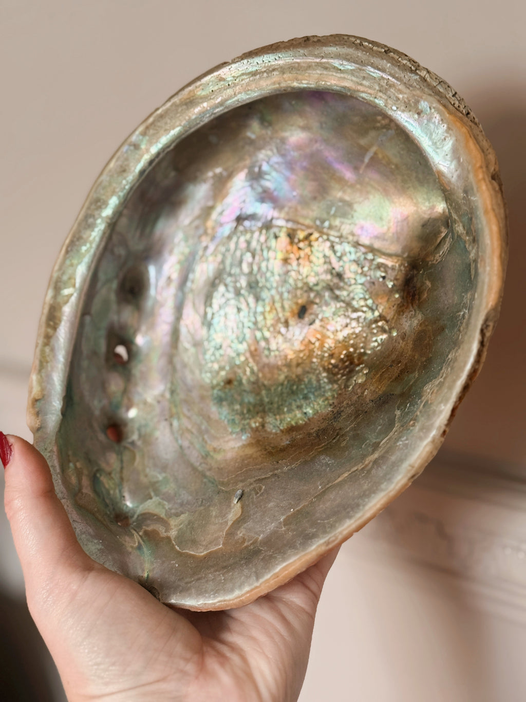 Vintage Large Abalone Shell