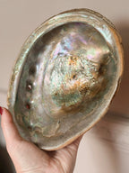 Vintage Large Abalone Shell