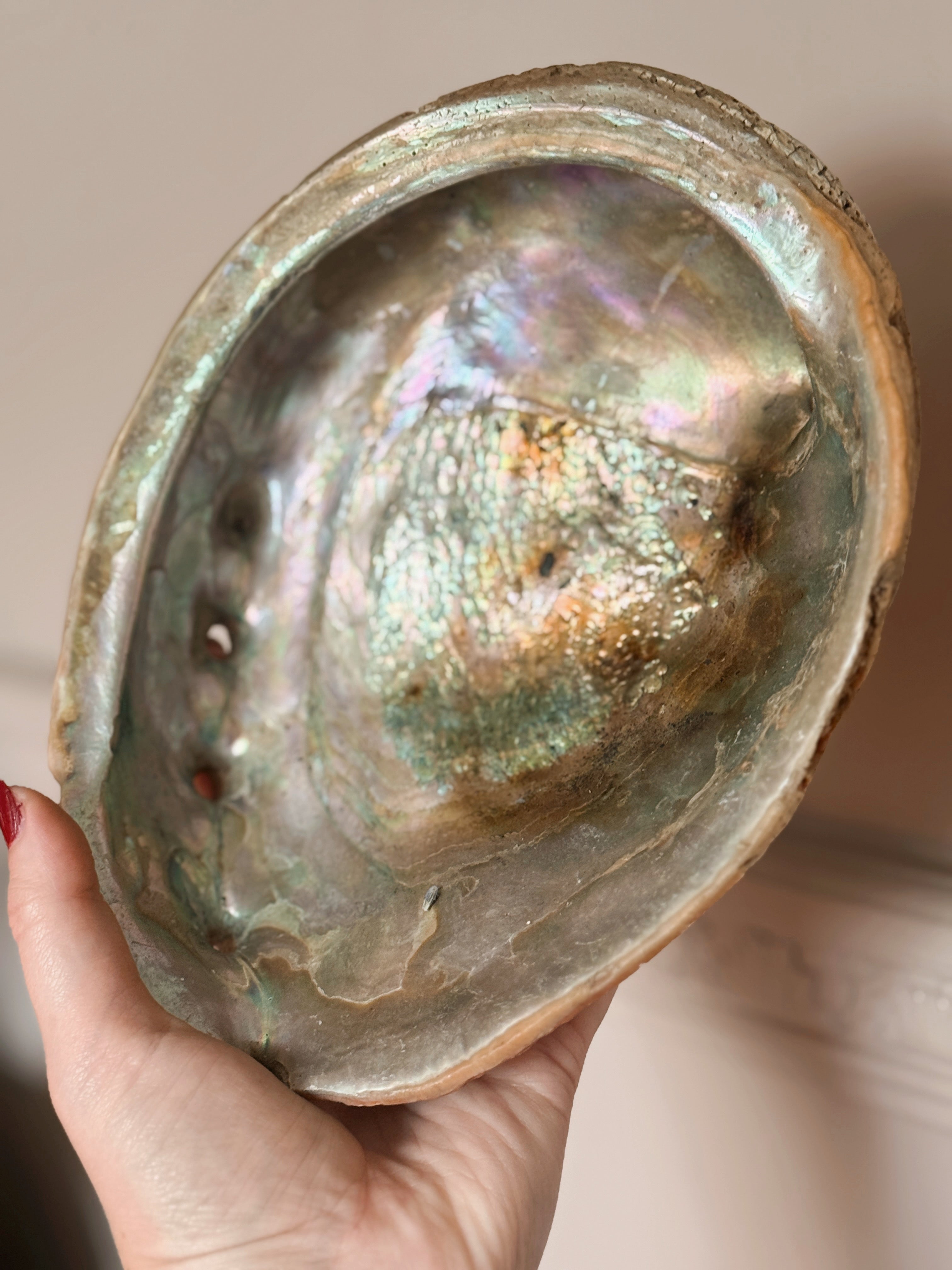 Vintage Large Abalone Shell