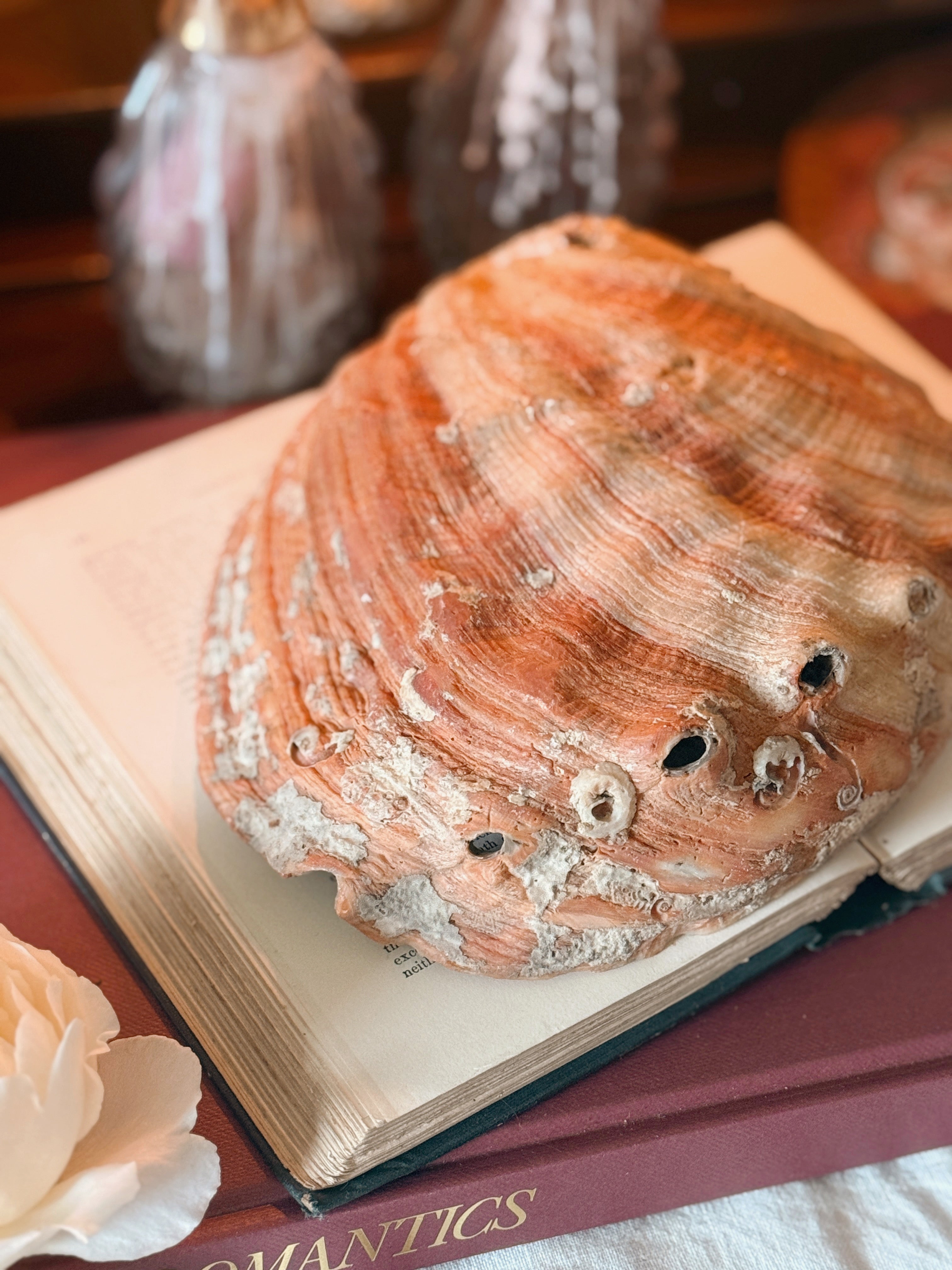 Vintage Large Abalone Shell