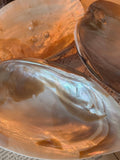 Mother of Pearl Shells