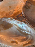 Mother of Pearl Shells