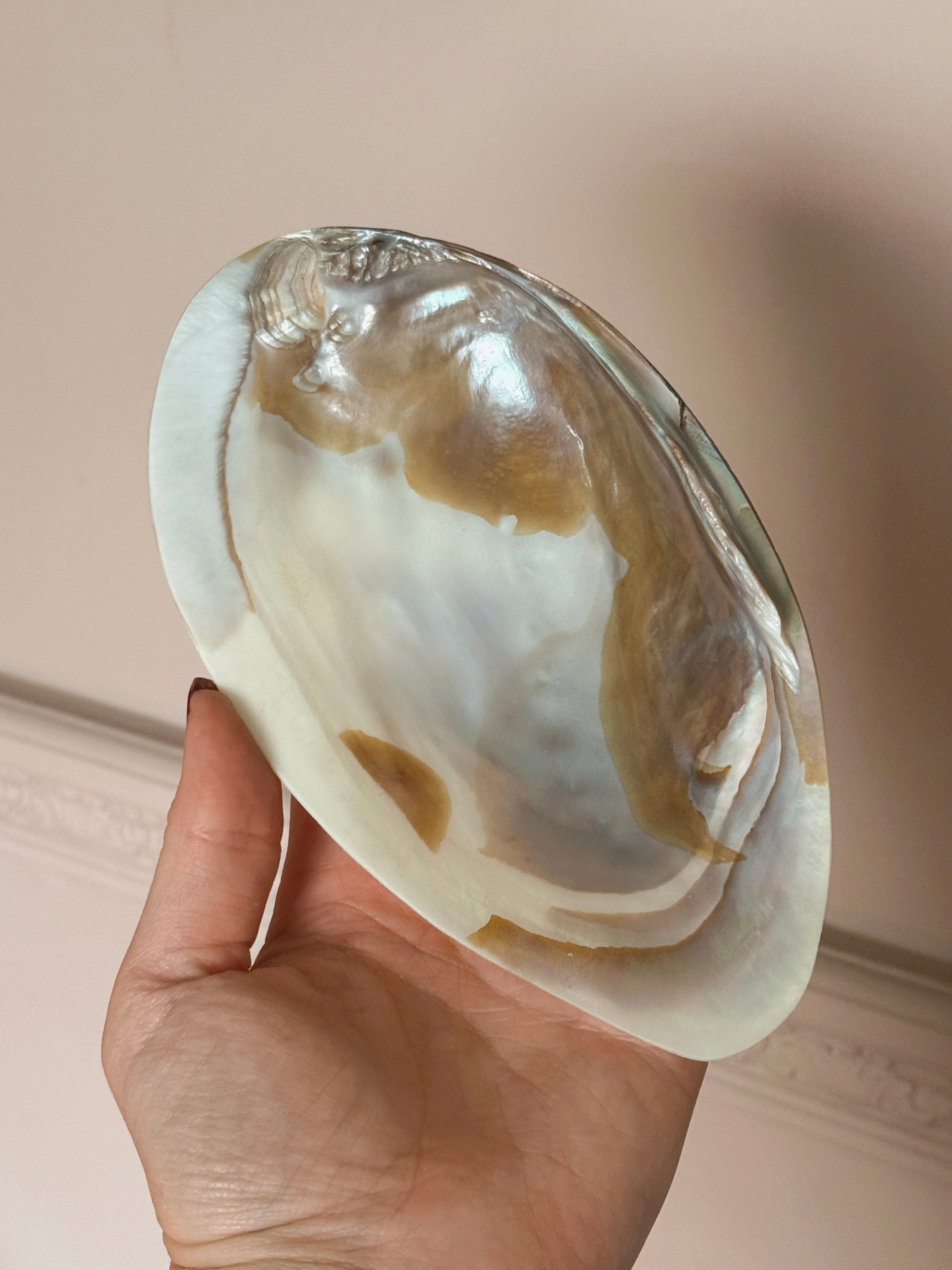 Mother of Pearl Shells