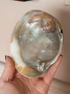 Mother of Pearl Shells