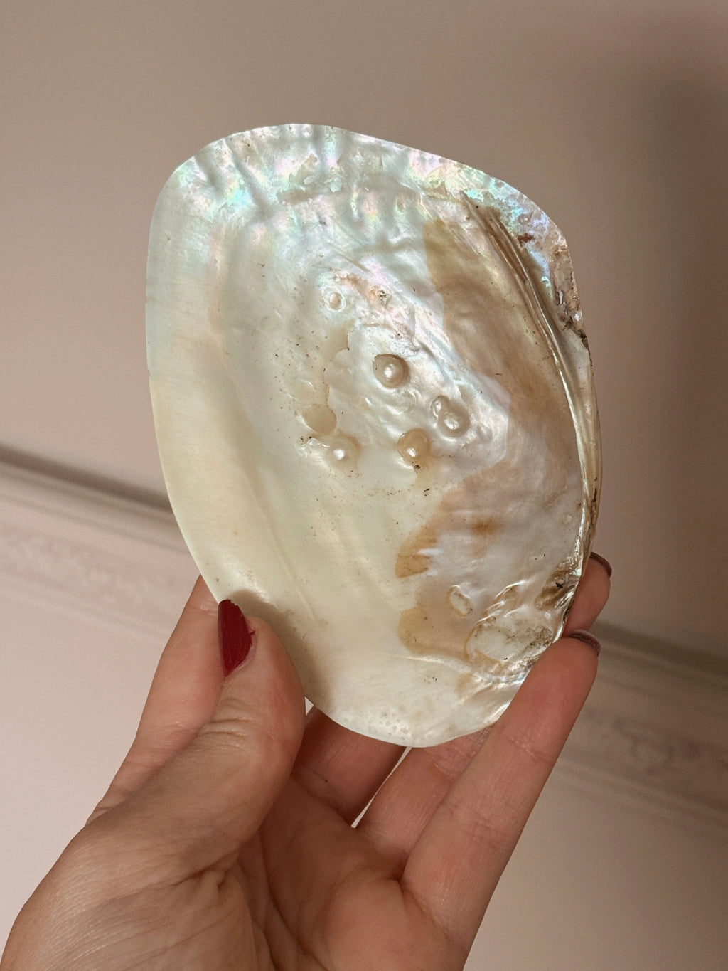 Mother of Pearl Shells