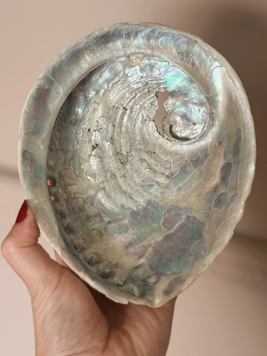 Vintage Abalone Shell