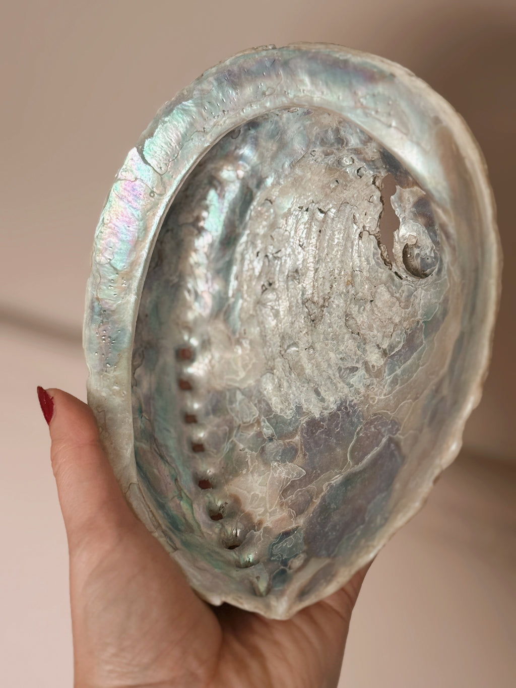 Vintage Abalone Shell