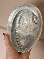 Vintage Abalone Shell
