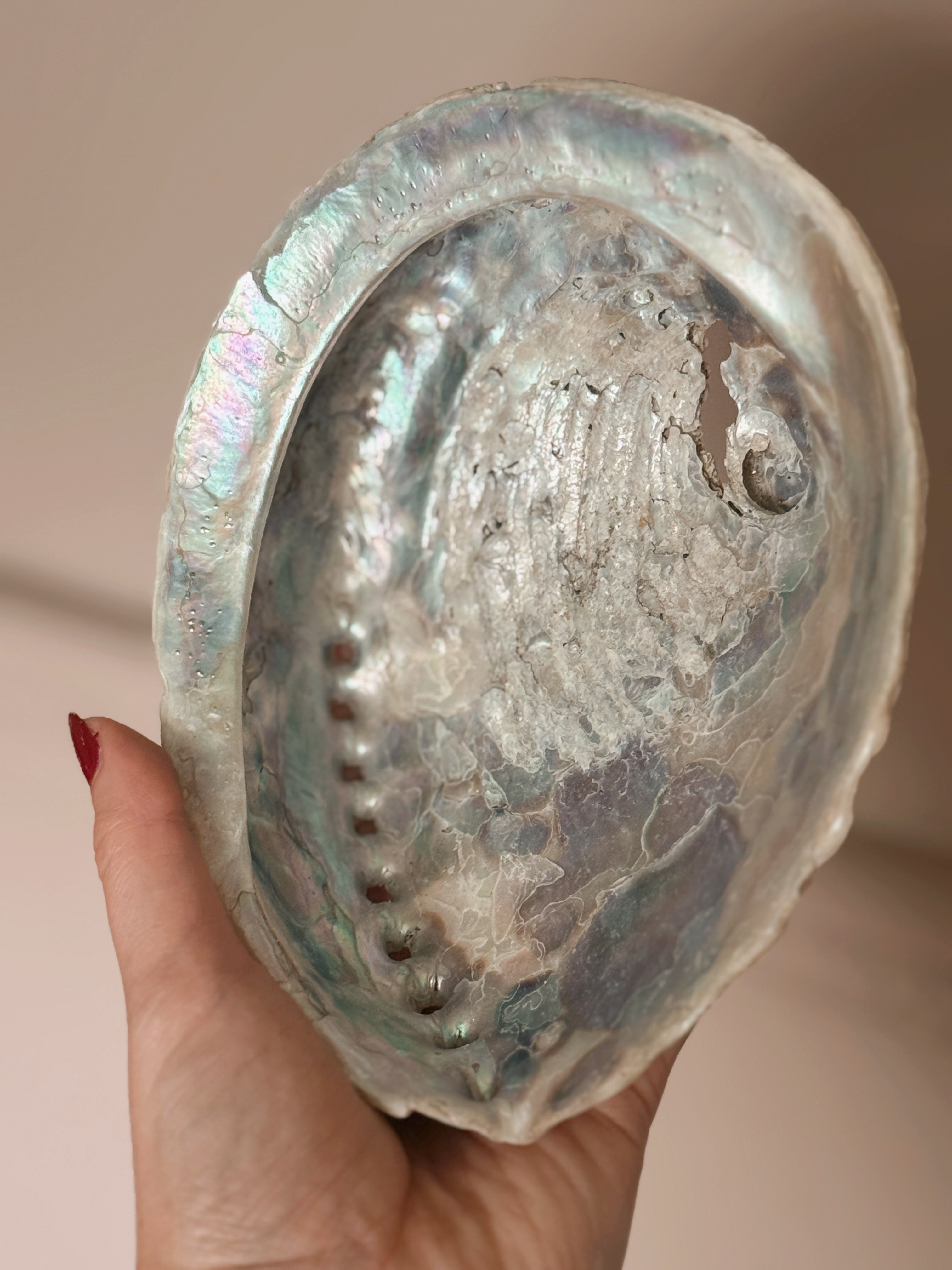 Vintage Abalone Shell