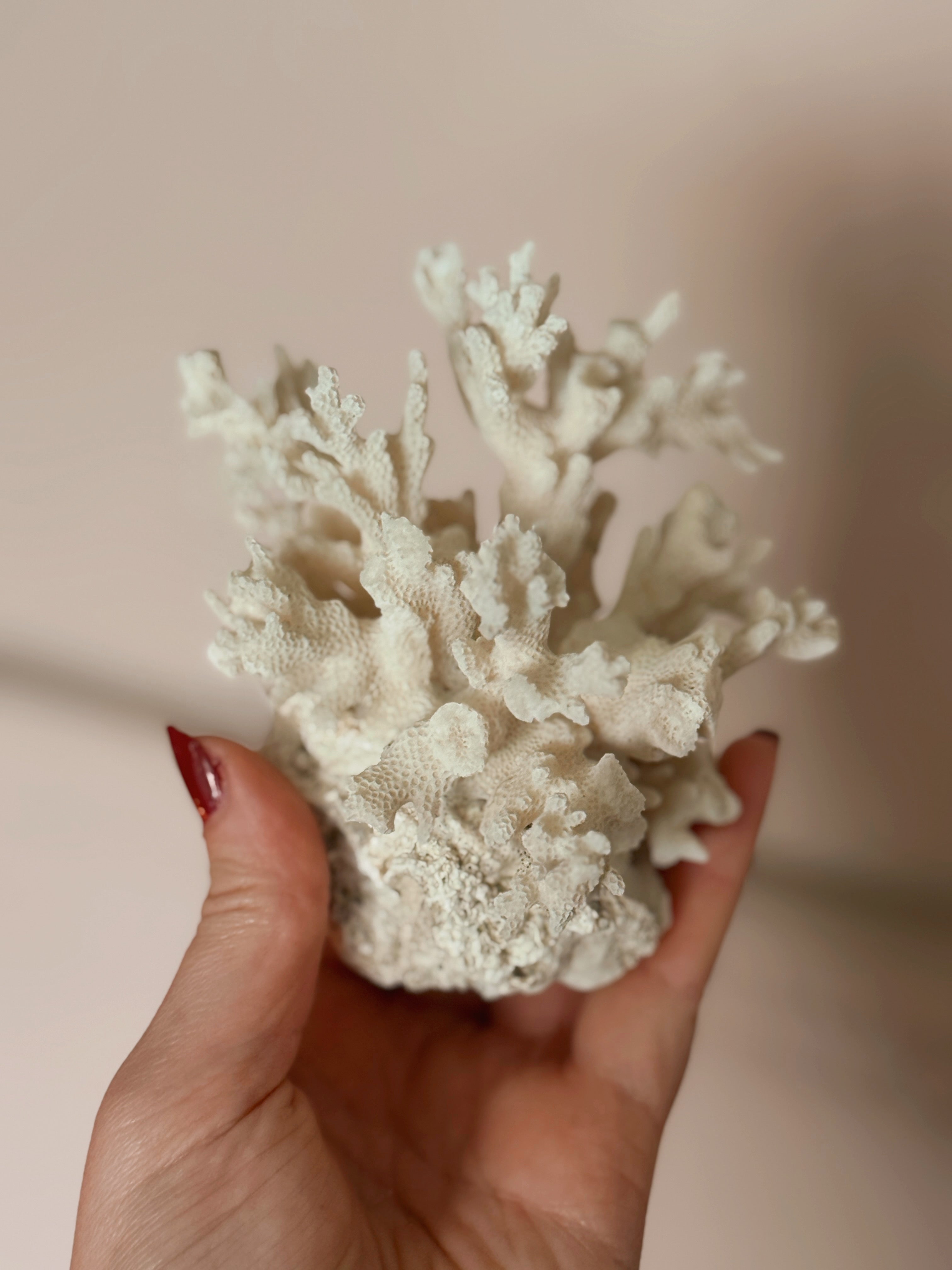 Vintage Natural Sea Coral