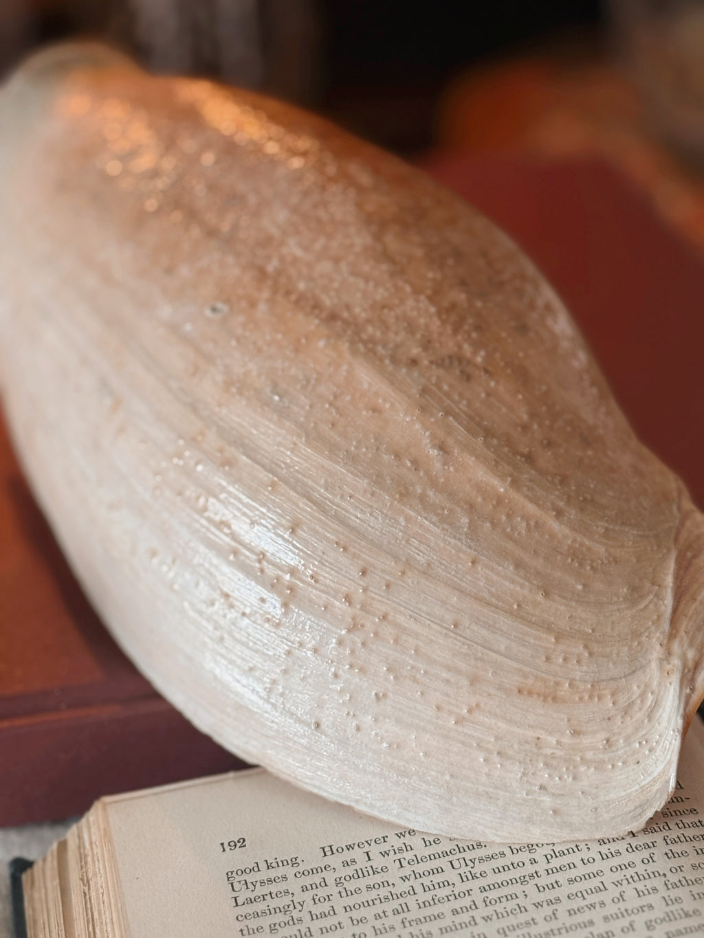 Vintage Cymbian Glans Shell