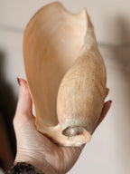 Vintage Cymbian Glans Shell