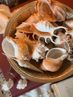 Mystery Shell