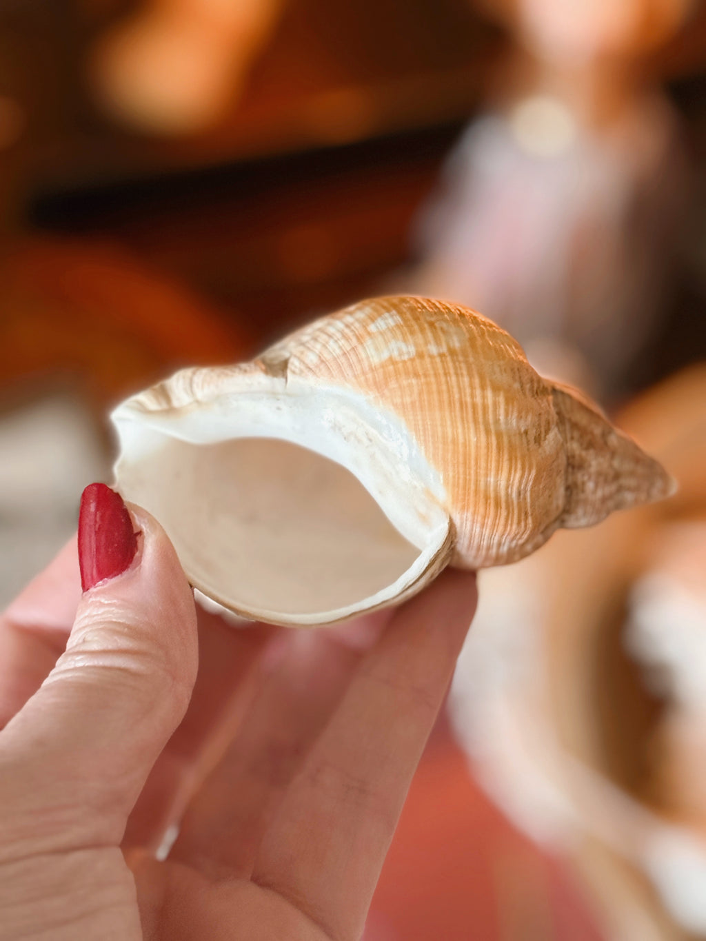 Mystery Shell