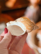 Mystery Shell