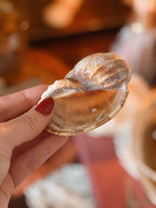 Mystery Shell
