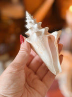 Mystery Shell