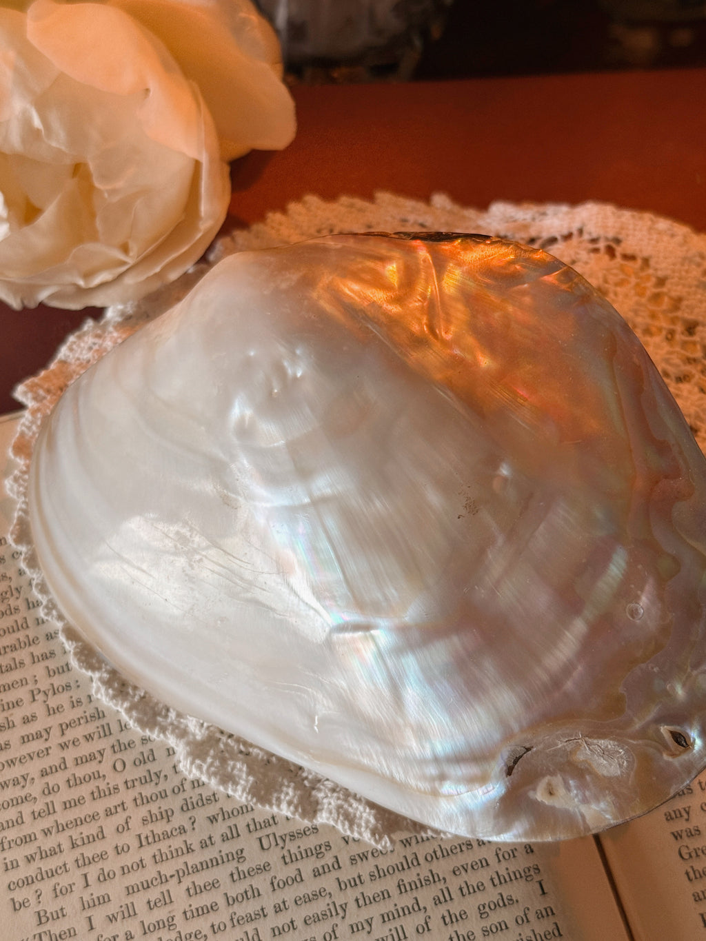 Large Polished Oyster Shell