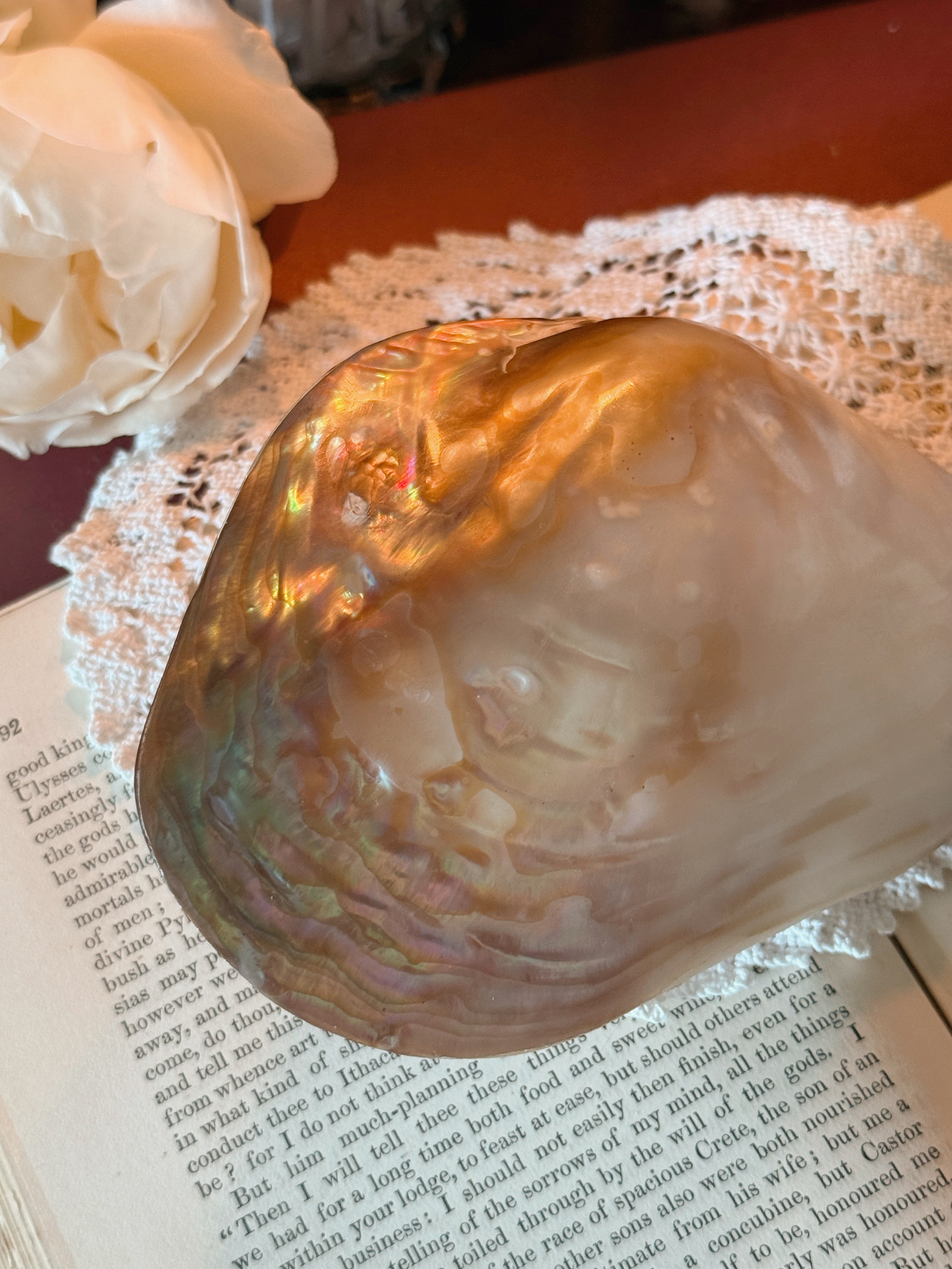 Large Polished Oyster Shell