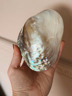 Large Polished Oyster Shell