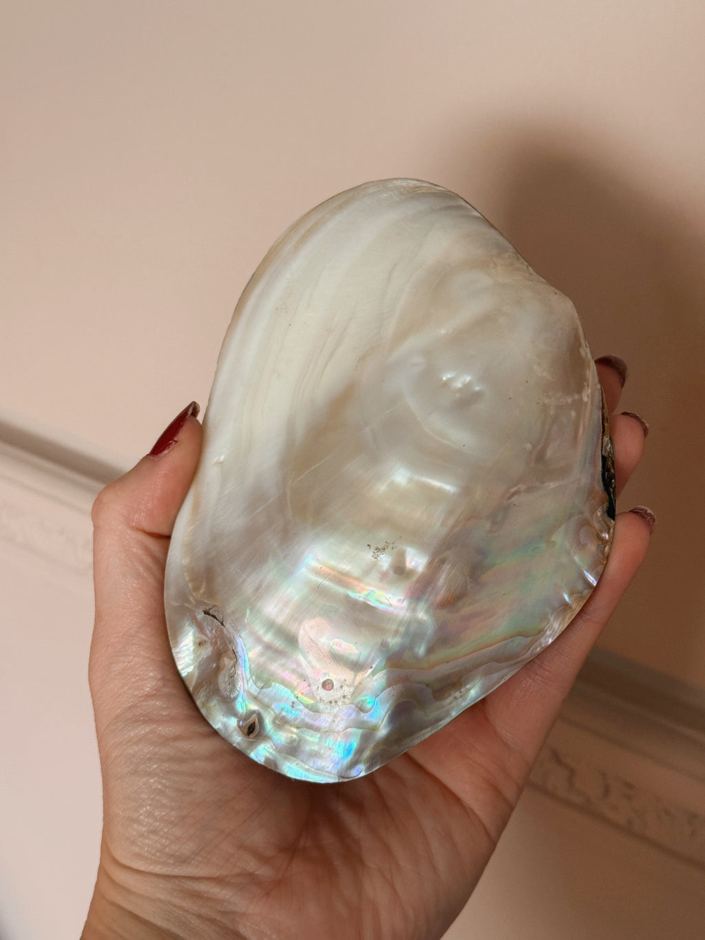 Large Polished Oyster Shell
