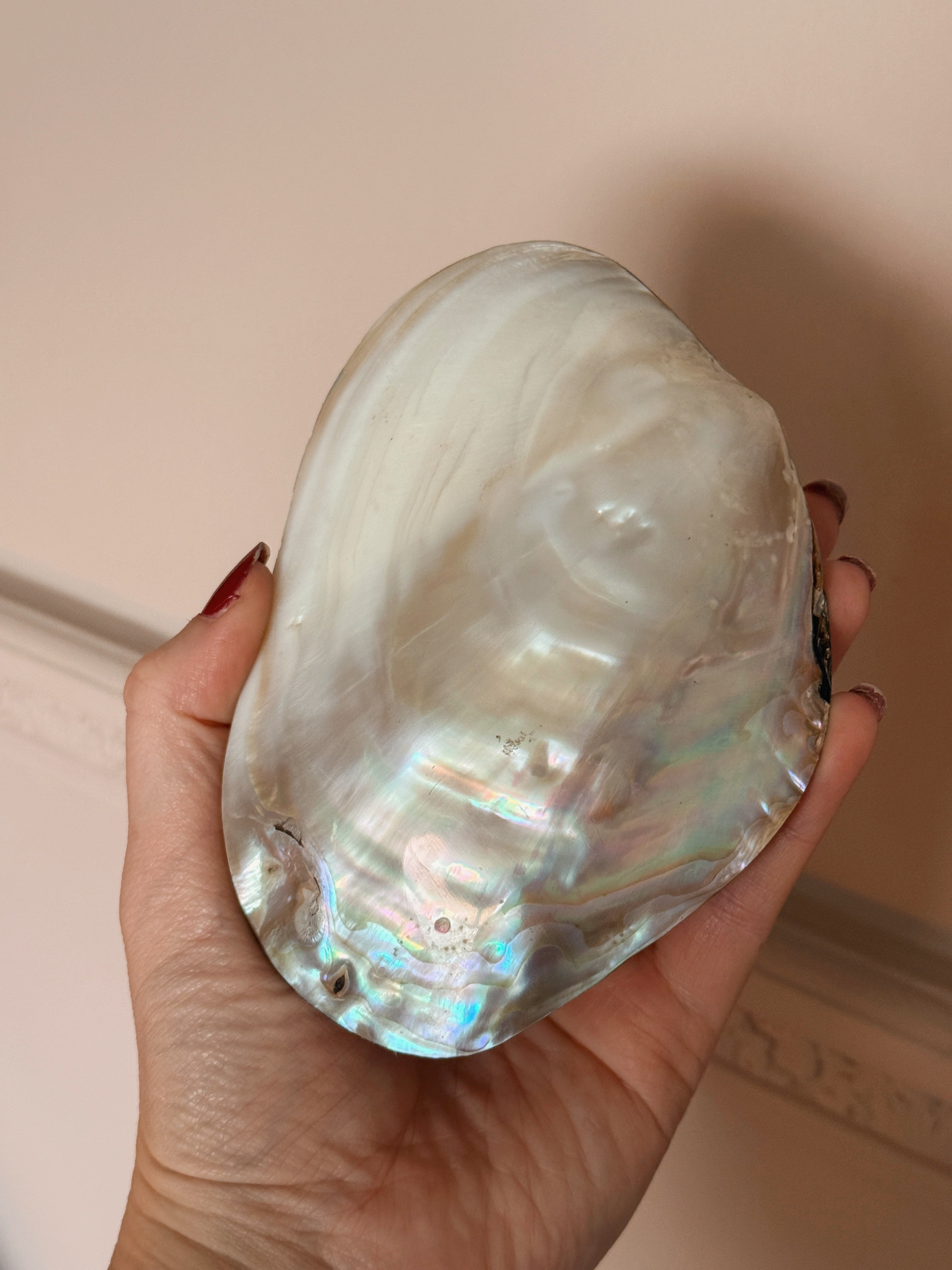 Large Polished Oyster Shell