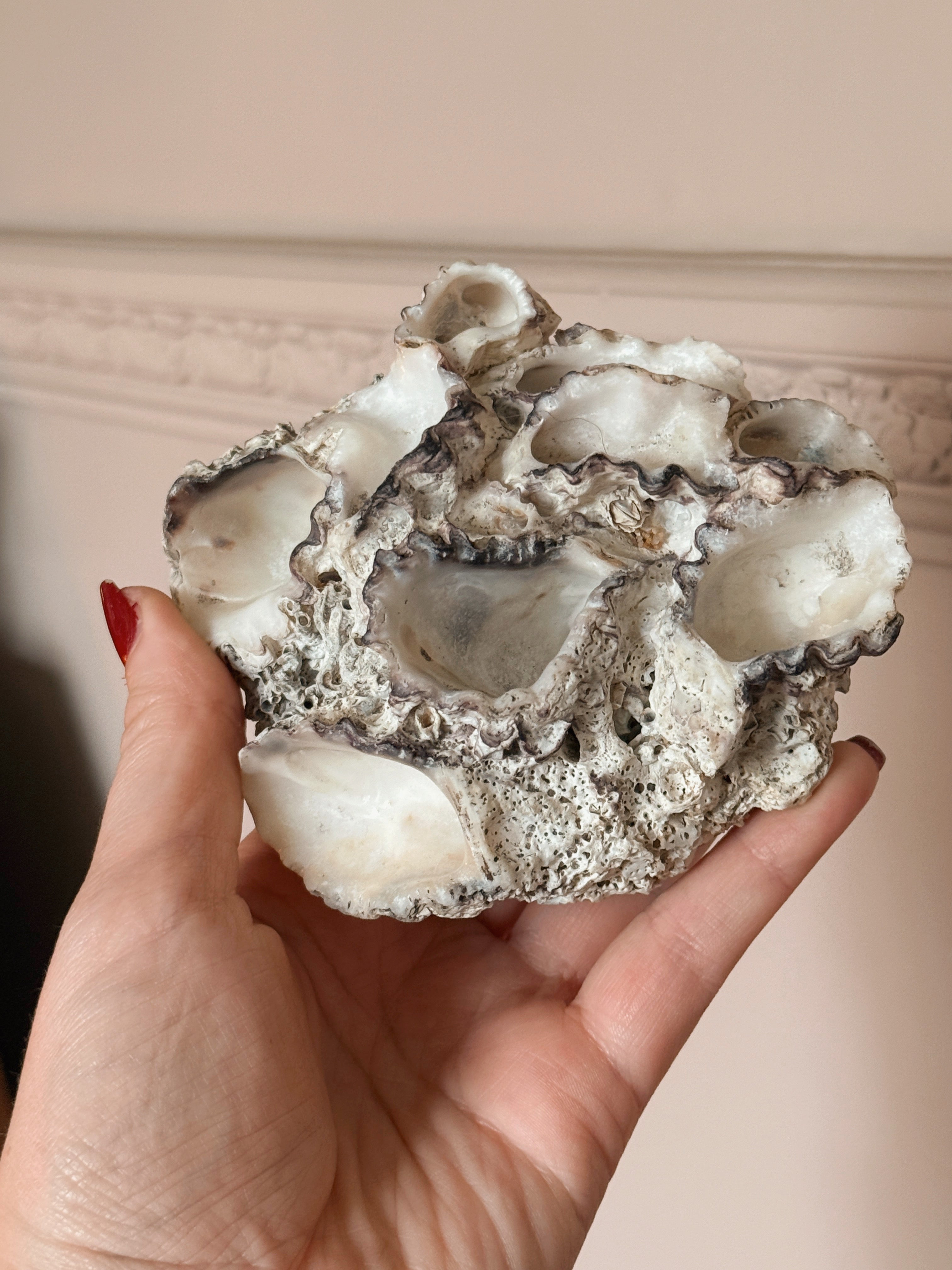 Vintage Shell