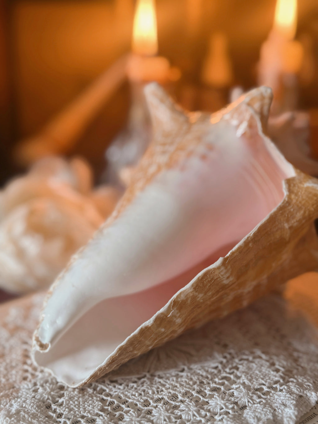 Queen Conch Shell