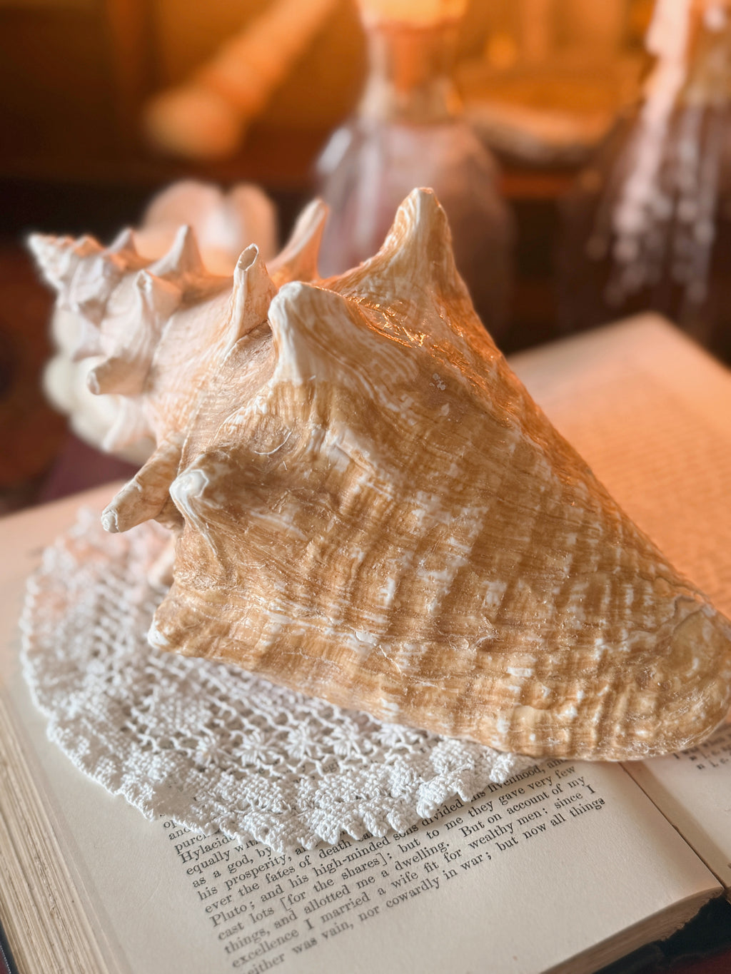 Queen Conch Shell