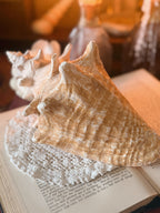 Queen Conch Shell