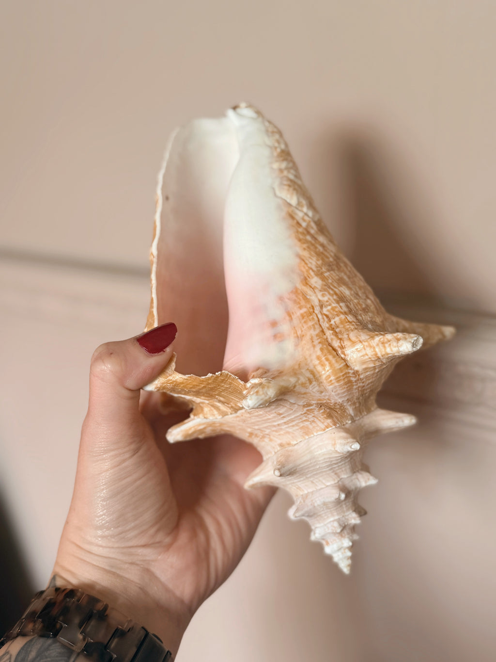 Queen Conch Shell
