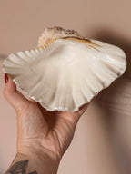 Vintage Clam Shell