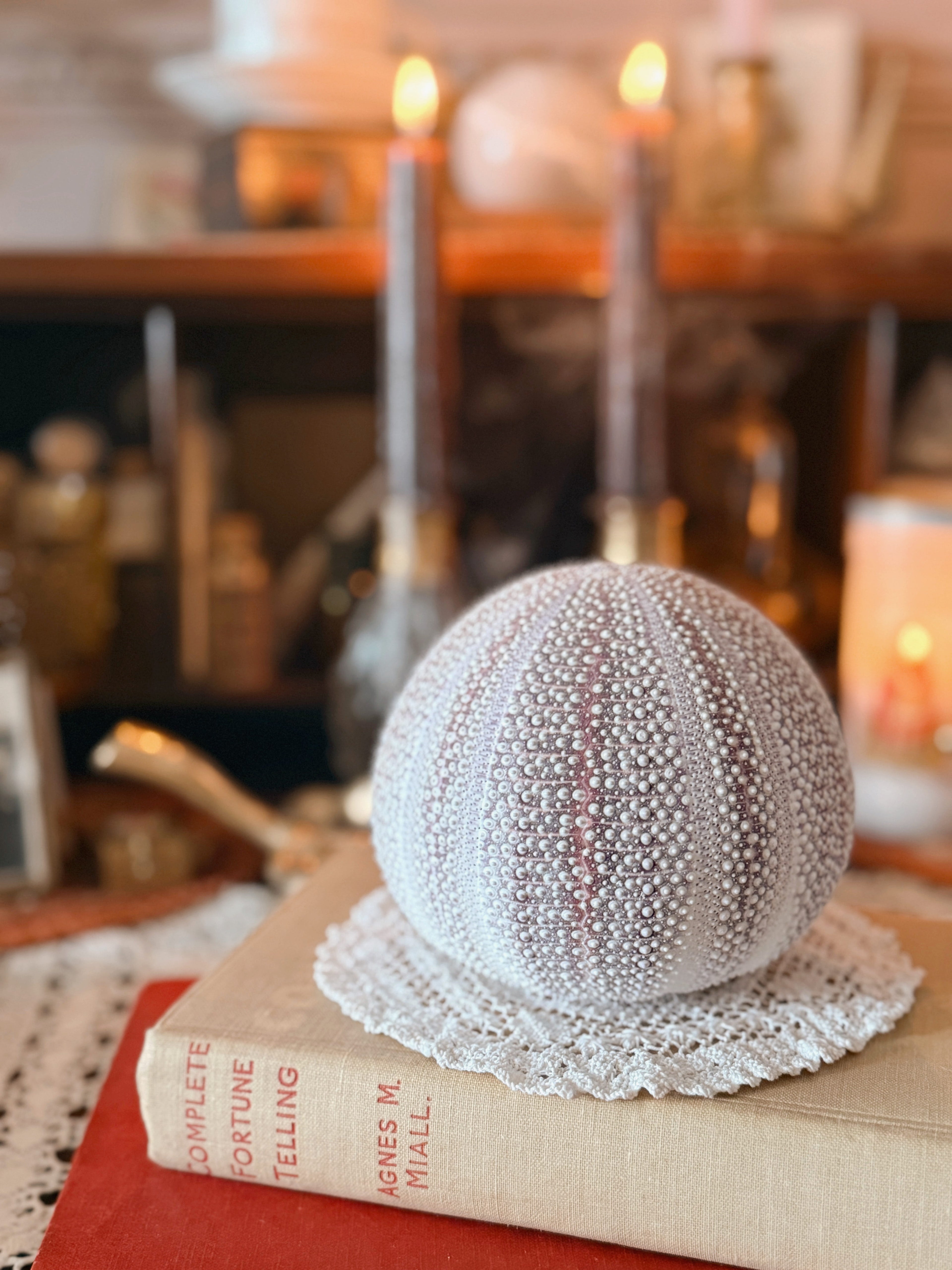 Vintage Sea Urchin Shell (UK ONLY)