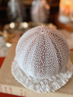 Vintage Sea Urchin Shell (UK ONLY)